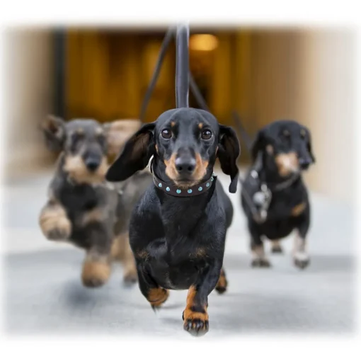 B Wilde Collection - Cabo Collar - Turquoise - Cabo Collection - Leather Collar - High Quality Luxury - Avvenice^ Collars