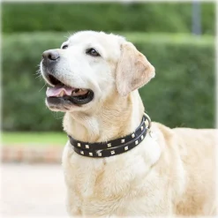 B Wilde Collection - Cairo Leash - Clay - Cairo Collection - Leather Leash - High Quality Luxury - Avvenice