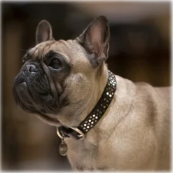 B Wilde Collection - Sparky Leash - Sparky Collection - Leather Leash - High Quality Luxury - Avvenice