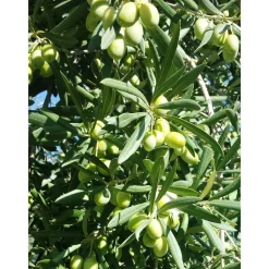 Conte Spagnoletti Zeuli - Tour Zeuli - Guided Tour of the XVIII Cellar, Olive Oil Plant, Vineyards and Olives - Daily - Avvenice