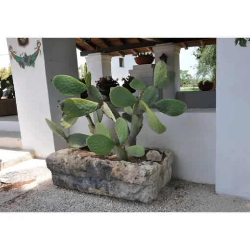 Conte Spagnoletti Zeuli - Tour Zeuli - Guided Tour of the XVIII Cellar, Olive Oil Plant, Vineyards and Olives - Daily - Avvenice