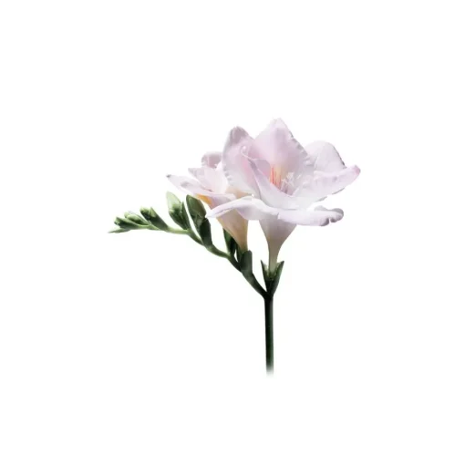 Giorgio Armani Beauty Giorgio Armani - Sì Eau De Parfum - Aromatic with Hints of Rose - Luxury Fragrances - 50 ml - Avvenice^ Fragrances