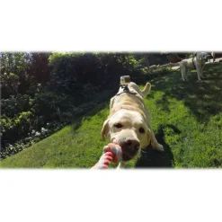 GoPro - Fetch - Dog Harness - Accessories - Avvenice^ Photo & Video