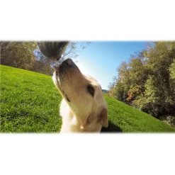 GoPro - Fetch - Dog Harness - Accessories - Avvenice^ Photo & Video