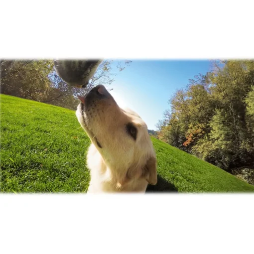 GoPro - Fetch - Dog Harness - Accessories - Avvenice^ Photo & Video