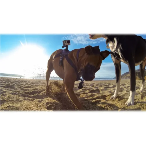 GoPro - Fetch - Dog Harness - Accessories - Avvenice^ Photo & Video
