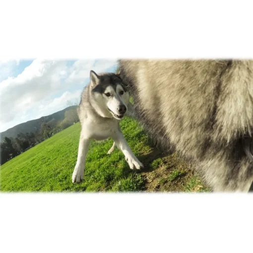 GoPro - Fetch - Dog Harness - Accessories - Avvenice^ Photo & Video