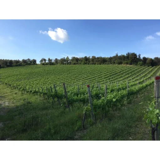 Tenuta l'Impostino Tenuta l'Impostino - Wine Lover - 4 Days 3 Nights - Avvenice^ Nature & Relax