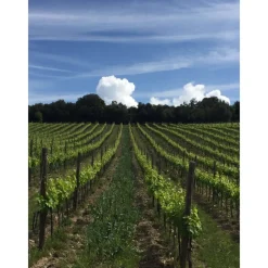 Tenuta l'Impostino Tenuta l'Impostino - Wine Lover - 4 Days 3 Nights - Avvenice^ Nature & Relax