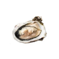 Wilde Wadoesters - Wild Oysters - 500 - Handpicked on the Wadden Sea - UNESCO World Heritage Site - Avvenice^ Caviar And Oysters