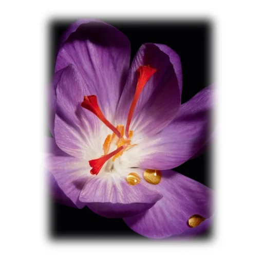 Yves Saint Laurent Beauty Yves Saint Laurent - Or Rouge Crème Riche - Maximize Rich Hydration and Defy Signs of Aging with Or Rouge Crème Riche - Luxury - Avvenice