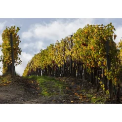 Castello di Meleto Nature & Relax|Castles-- Castle Storytelling - History - Art - Wine - 5 Days 4 Nights - Avvenice