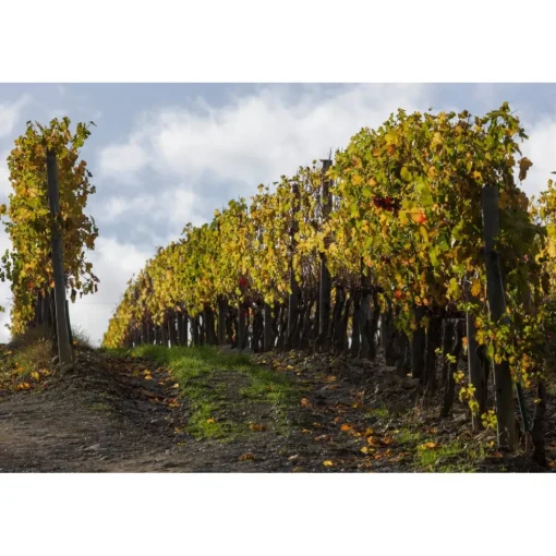 Castello di Meleto Nature & Relax|Castles-- Castle Storytelling - History - Art - Wine - 5 Days 4 Nights - Avvenice