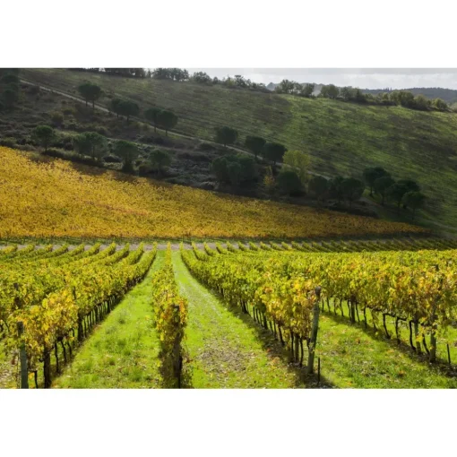 Castello di Meleto Nature & Relax|Castles-- Castle Storytelling - History - Art - Wine - 5 Days 4 Nights - Avvenice