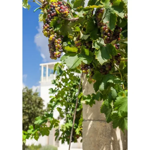 Furnirussi Tenuta Spa & Wellness-- Gourmet - 4 Days 3 Nights - Avvenice