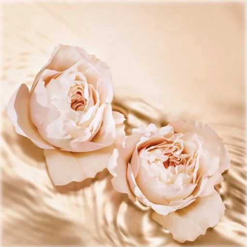 Jimmy Choo Beauty Fragrances-Jimmy Choo - Tempting Rose EDP - Eau de Parfum Tempting Rose - Exclusive Collection - Luxury Fragrance - 125 ml - Avvenice