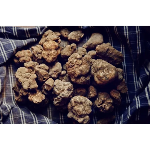 Savini Tartufi Exclusive Experiences-- Truffle Discovery - Truffle Experience - Guided Tour, Truffle Hunt and Tasting - Daily - Avvenice