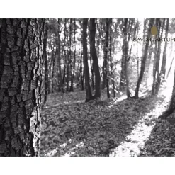 Savini Tartufi Exclusive Experiences-- Truffle Discovery - Truffle Experience - Guided Tour, Truffle Hunt and Tasting - Daily - Avvenice