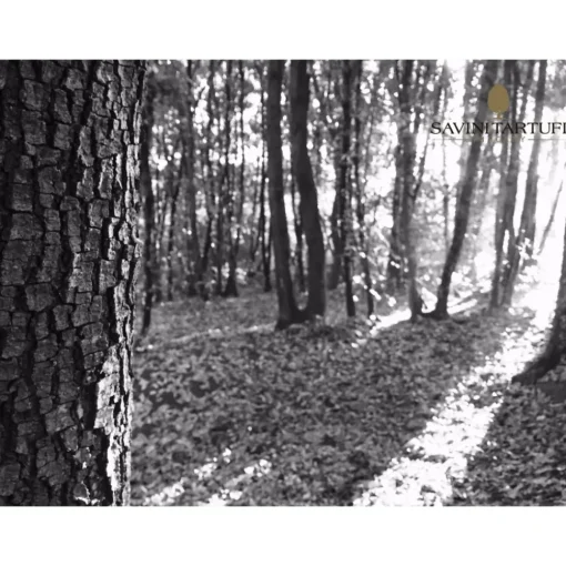 Savini Tartufi Exclusive Experiences-- Truffle Discovery - Truffle Experience - Guided Tour, Truffle Hunt and Tasting - Daily - Avvenice