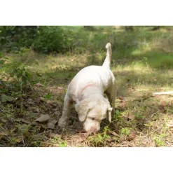 Savini Tartufi Exclusive Experiences-- Truffle Discovery - Truffle Experience - Guided Tour, Truffle Hunt and Tasting - Daily - Avvenice