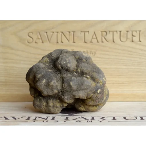 Savini Tartufi Exclusive Experiences-- Truffle Discovery - Truffle Experience - Guided Tour, Truffle Hunt and Tasting - Daily - Avvenice