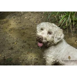 Savini Tartufi Exclusive Experiences-- Truffle Discovery - Truffle Experience - Guided Tour, Truffle Hunt and Tasting - Daily - Avvenice