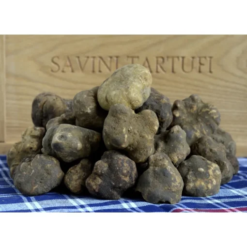 Savini Tartufi Exclusive Experiences-- Truffle Discovery - Truffle Experience - Guided Tour, Truffle Hunt and Tasting - Daily - Avvenice