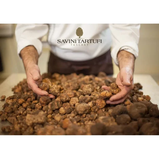 Savini Tartufi Exclusive Experiences-- Truffle Discovery - Truffle Experience - Guided Tour, Truffle Hunt and Tasting - Daily - Avvenice