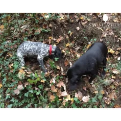 Savini Tartufi Exclusive Experiences-- Truffle Discovery - Truffle Experience - Guided Tour, Truffle Hunt and Tasting - Daily - Avvenice